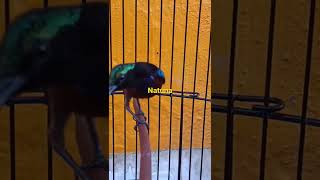 Download lagu suara khas kolibri ninaja natuna mp3 Download lagu suara khas kolibri ninaja natuna mp3