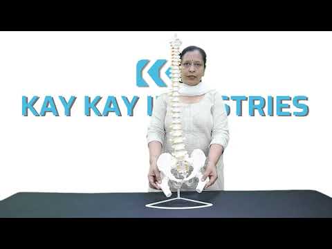 Spine Vertebral Column Model