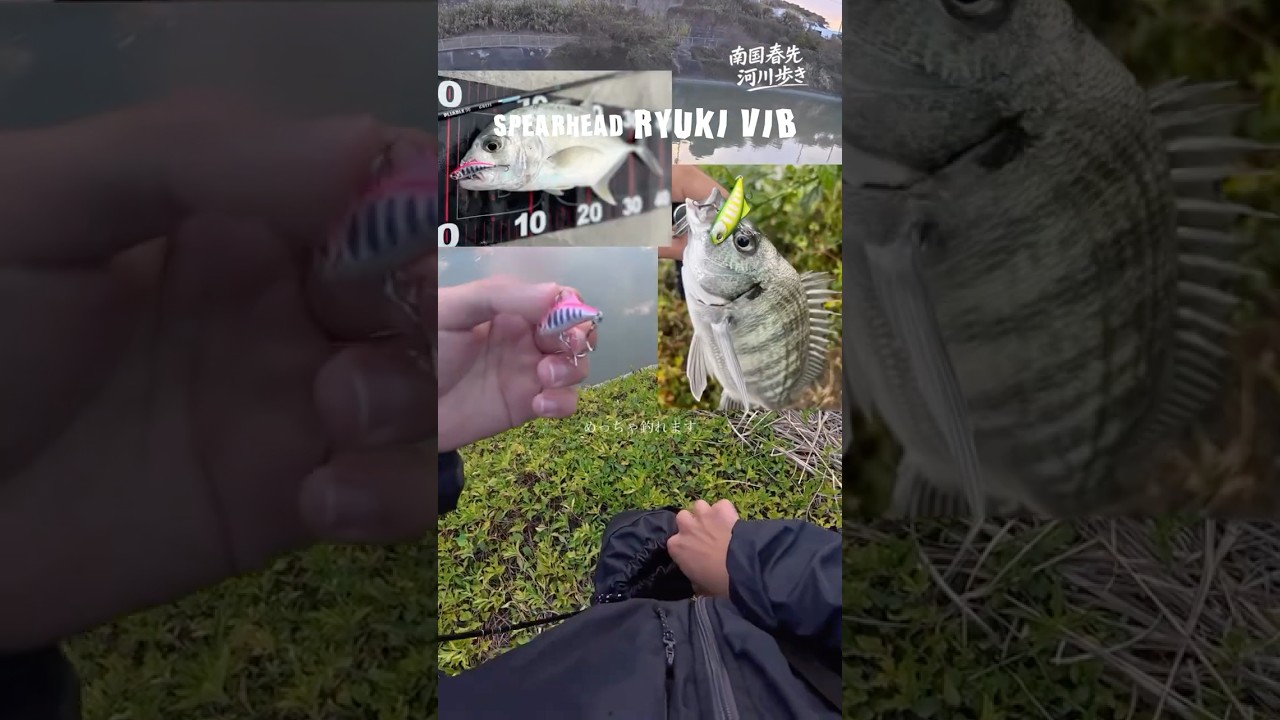 春先の沖縄はメッキが熱い #fishing