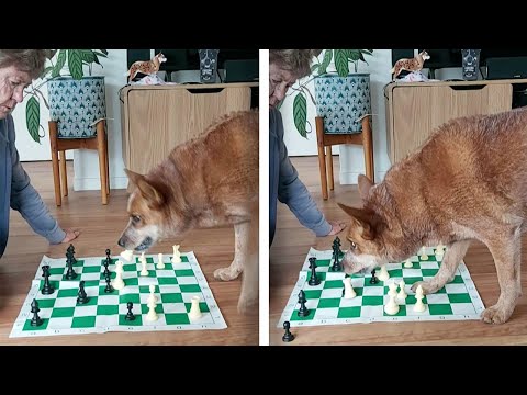 Clever Pooch Plays Chess With Owner