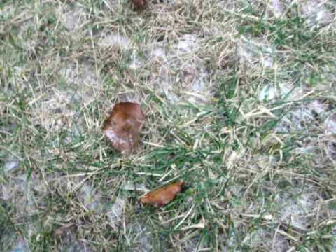 Incredible Snow in Tennessee