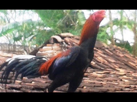 Apakah mungkin untuk makan kesemek ketika Anda tumbuh tipis Diet baru untuk menurunkan berat badan cepat di rumah