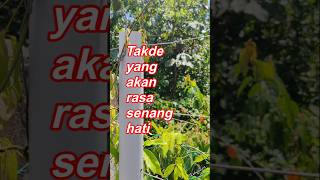 Download lagu TAKDE YANG AKAN RASA SENANG HATI mp3
