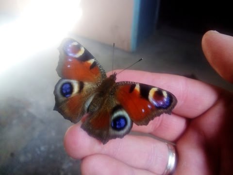 Бабочка в последний день зимы (28 февраля)