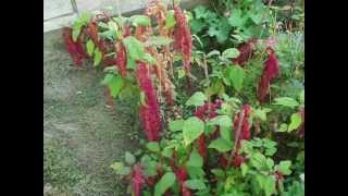 Amaranthus caudatus Loves Lies Bleeding time lapse