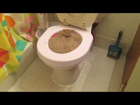 Update: Did Simba and Effy Use The lItter Tray On Top Of the Toilet?