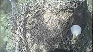 preview picture of video '2008 Blackwater Eagle Cam - 9-Week-Old Eaglets Video 1'
