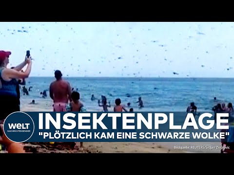 BADEGÄSTE IN PANIK: Hunderttausende Insekten überfallen Strand in den USA