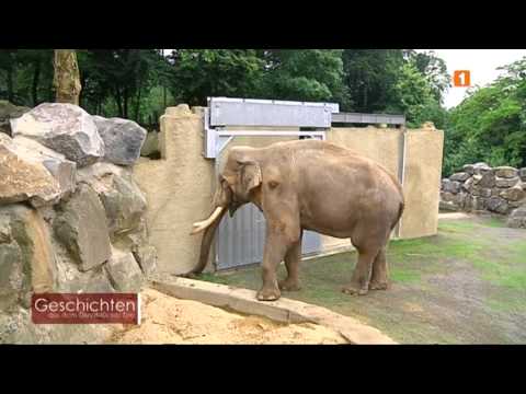 Geschichten aus dem Osnabrücker Zoo -- Elefantenbulle Luka