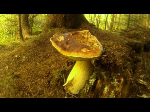 Карпатські Гриби Білі 2018 Карпатские Грибы белые2018 Carpathian Mushrooms White