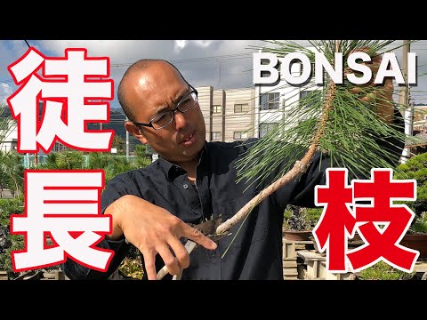 盆栽:切り方のコツ トピックス