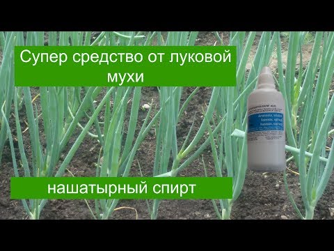 СУПЕР СРЕДСТВО ОТ ЛУКОВОЙ МУХИ. НАШАТЫРНЫЙ СПИРТ.