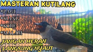 Download lagu kutilang gacor TARUNG buat pancingan kutilang agar bunyi jadikan burung kutilang gacor mp3 Download lagu kutilang gacor TARUNG buat pancingan kutilang agar bunyi jadikan burung kutilang gacor mp3