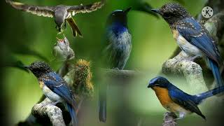 Download lagu suara pikat segala jenis burung sikatan/teledekan ribut mp3