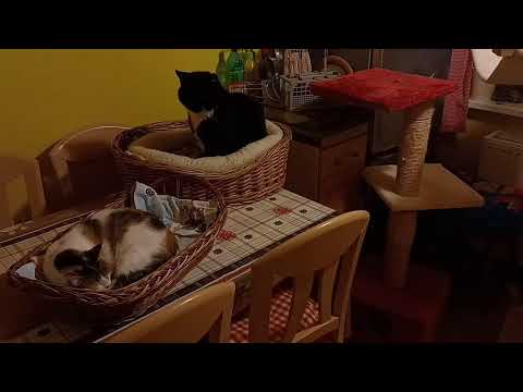 Katzenstream 12.05.2022