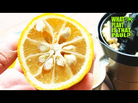 YUZU CITRUS TASTE TEST and REVIEW (Citrus junos) / We EXAMINE and BRIX this UNIQUE FRUIT