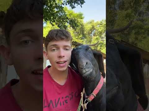 funny goat #goat #goats #goatlovers #suots