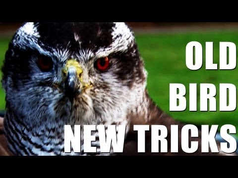Fieldsports Britain – Training goshawks to catch partridges + shooting pigeons  (episode 158)