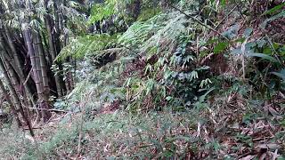 Download lagu SUARA BURUNG KACER AIR / MENINTING BESAR DI ALAM LIAR COCK UNTUK PIKAT mp3 Download lagu SUARA BURUNG KACER AIR / MENINTING BESAR DI ALAM LIAR COCK UNTUK PIKAT mp3