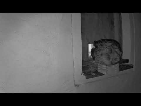 Uhu zu Besuch - Eagle Owl at kestrels box