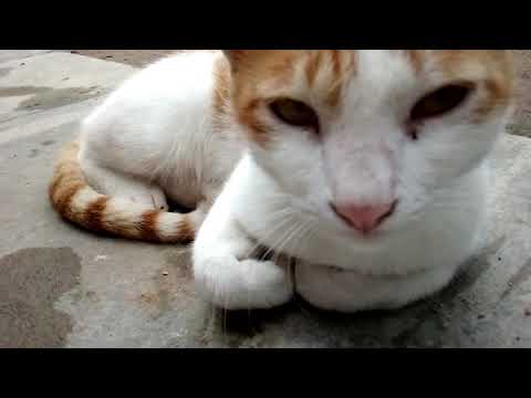 Cat fans 🐾🐾🐈