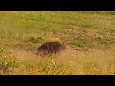 Djuma: Warthogs and Impala ram - 13:15 - 04/23/21