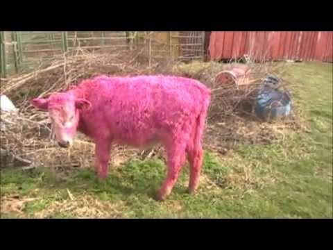 download lagu mp3 mp4 Pink Cow, download lagu Pink Cow gratis, unduh video klip Pink Cow
