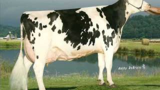 Penn-England, LLC Dairy Cattle 2010
