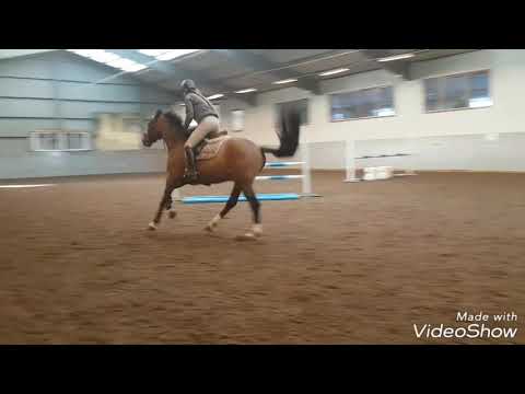 EPHorses - Amarezzo FOR SALE