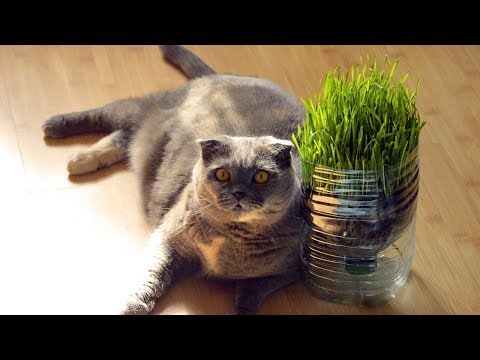 How to Take Care of a Scottish Fold - Feeding Your Cat
