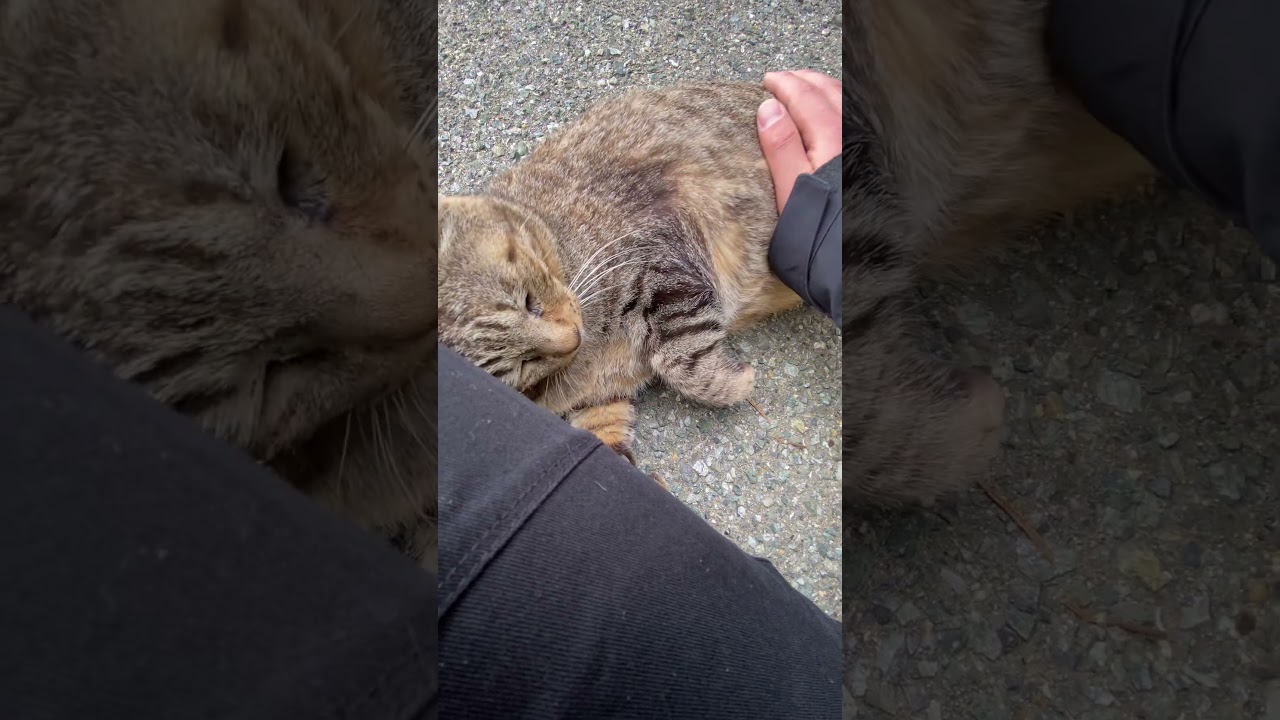 おい、道路の上だぞ#野良猫 #猫 #ネコ