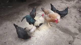 Galinha do Pescoço Pelado Junto Com Garnizés - 76