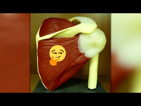 Rotator Cuff Muscles: Origin, Insertion, Action, Innervation, Blood Supply, and Exercises