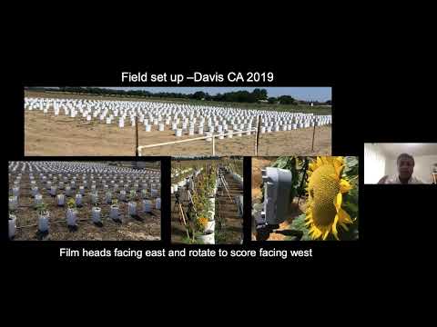 Mapping Floral Maturation Traits in Cultivated and Wild Sunflowers_Srinidhi HOLALU, UC Berkeley.