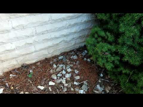 Ants All Over the Belgium Blocks in Jackson, NJ