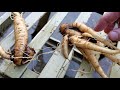 True Mandrake Roots - Grown from seeds! (Mandragora Turcomanica)