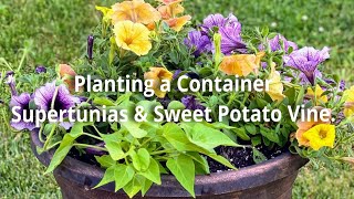 Planting a Container | Supertunias & Sweet Potato Vine | EverCrest