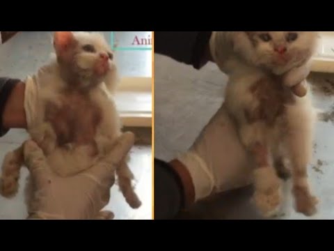 What is Mange/ Mites/Dermatitis in Cats Rx & Treat in ENGLISH Part 1-2 by Dr Murtaza Khalil AK