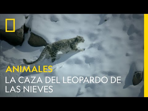 , title : 'La caza del leopardo de las nieves | NATIONAL GEOGRAPHIC ESPAÑA'