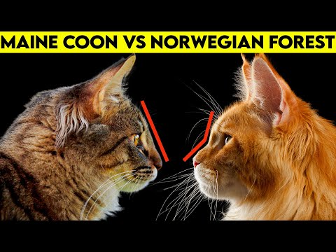 Maine Coon Vs Norwegian Forest Cat - How To Identify Them