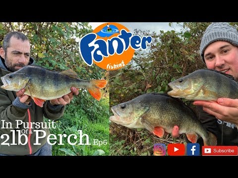 In Pursuit of a 2lb Perch Ep 6 - Legering Prawns & lobworms for perch