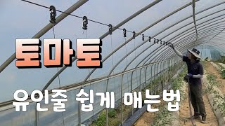 토마토 유인줄 쉽게 매는법 . 토마토 키우기#Tomato cultivation
