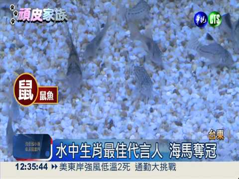 水中"十二生肖" 海馬喜迎新年!