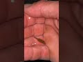 High Quality Vs Low Quality Ranchu Goldfish