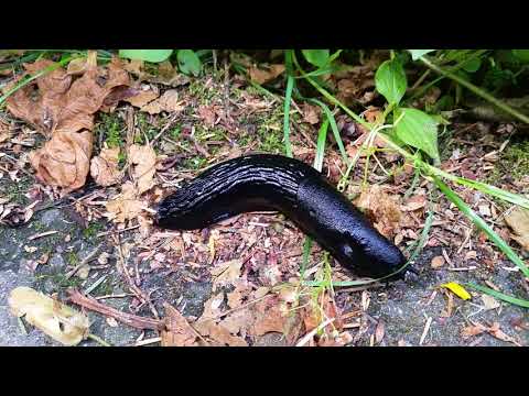 Yuck! HD Close Up of Slimey Black Slug in Stanley Park, Vancouver, BC, Canada