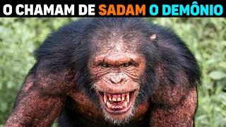 NÃO É NORMAL! Chimpanzés PLANEJARAM e DESTRUIRAM aldeias em Uganda