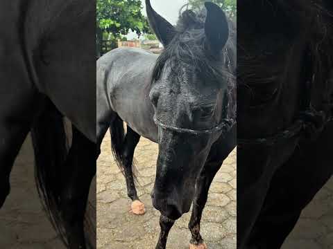 Conhecendo o cavalinho em “Bom Jesus do Amparo”! #cavalo #mangalarga_marchador