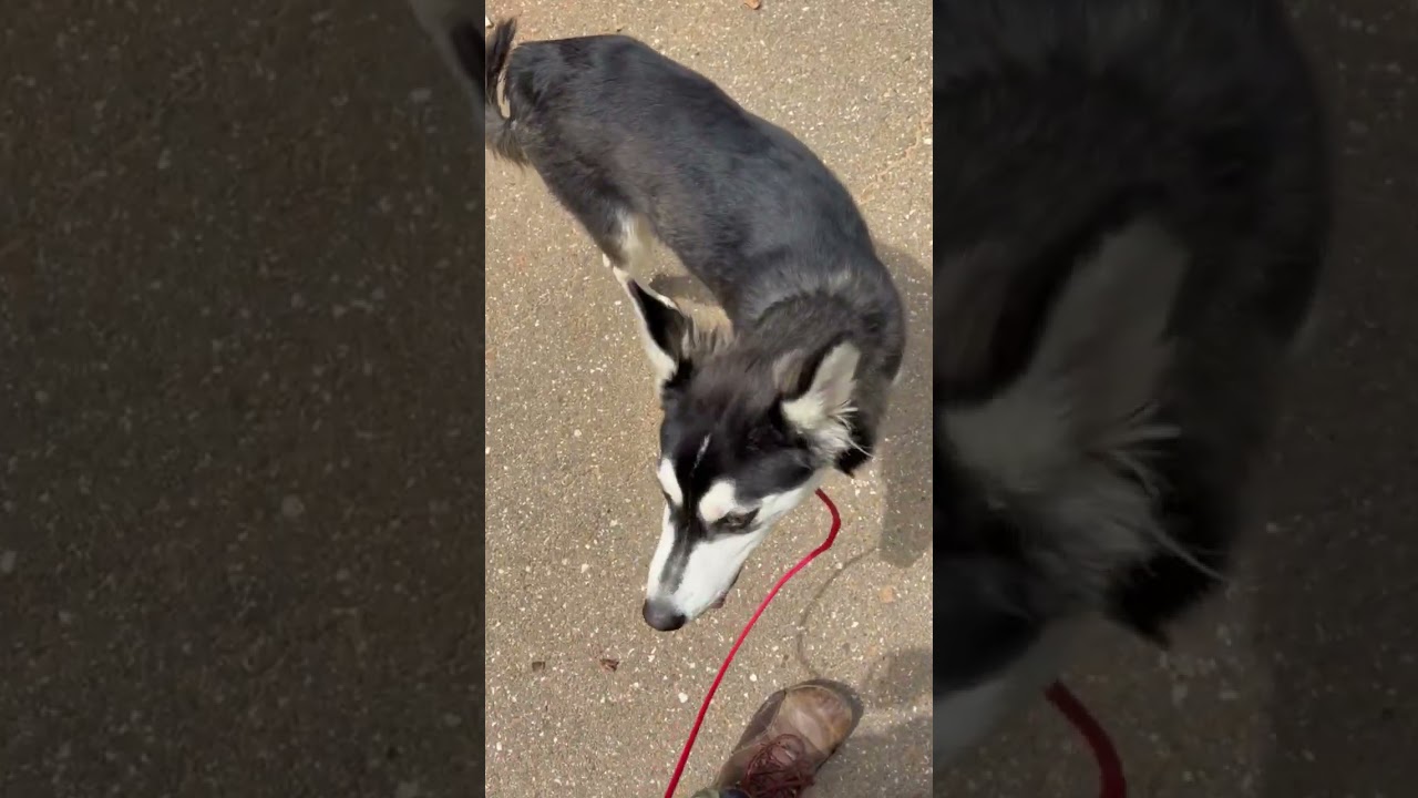 Enlarge Cher- Talented Girl, an adopted Siberian Husky in Grass Valley, CA video 6/6