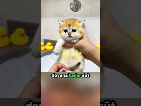 Sevimli Yavru KEDİNİN Banyo Macerası Olaylı Bitti!  😽 ❤️ 🛁