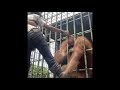 Monkey Attacks Human Through Cage Jungle Book Version Full Video